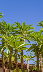 Madagascar Palm